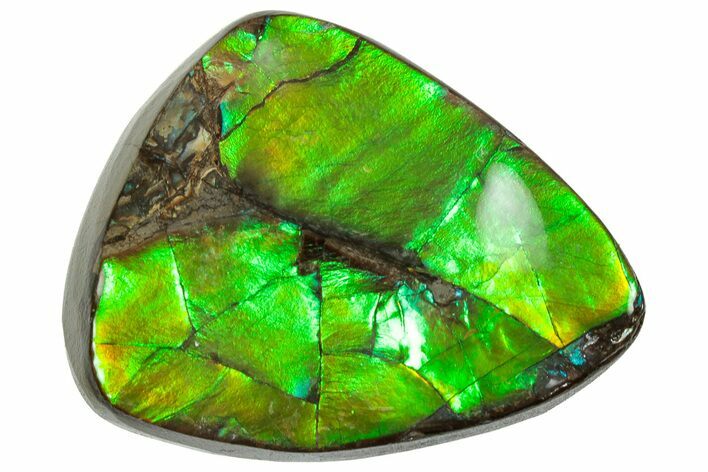 Iridescent Ammolite (Fossil Ammonite Shell) - Brilliant Green #310316